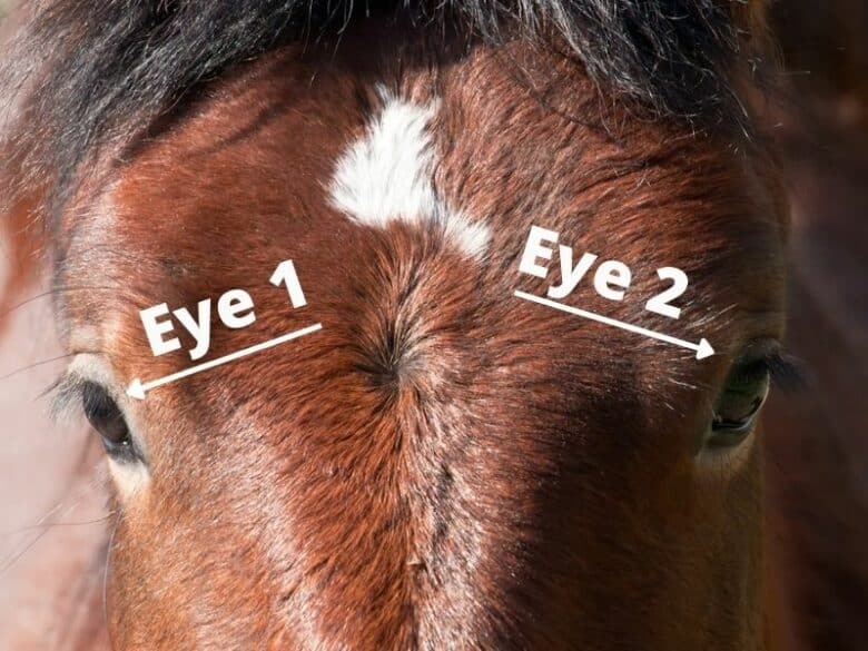 How Many Eyes Does A Horse Have? (Real Human Answer)