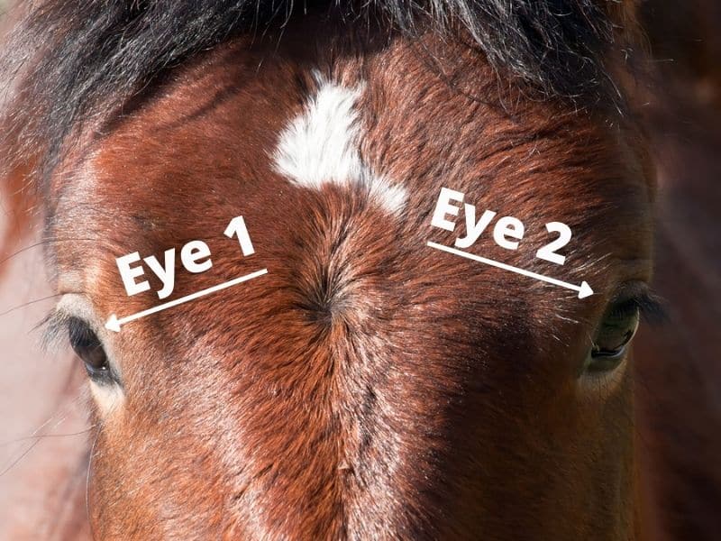 How Many Eyes Does a Horse Have? (Real Human Answer) 1
