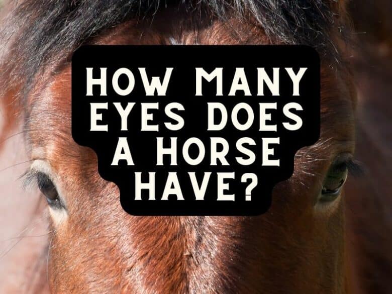 how many eyes does a horse have